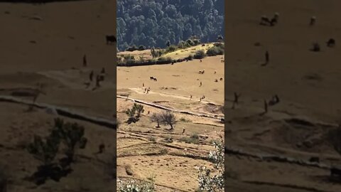 Cricket everywhere, even on the mountains. #shorts #icct20worldcup2021 #himalayas