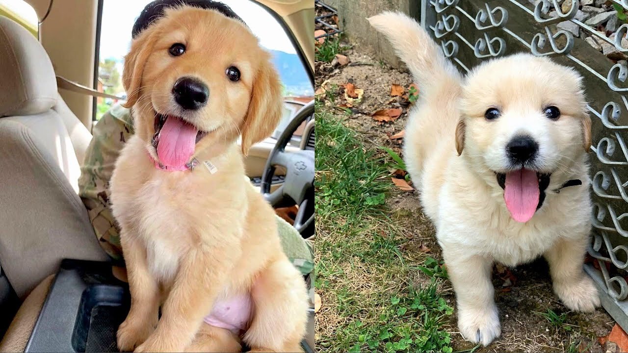 CUTE BABY GOLDEN RETRIEVER VIDEO COMPILATION CUTE DOGS VIDEOS CUTE ANIMALS CUTE PUPPIES 29