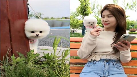 Cute and Funny Dogs Videos Compilation