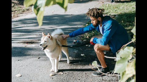 How To Train A Dog With Aggression Issues (Dog Training 101)