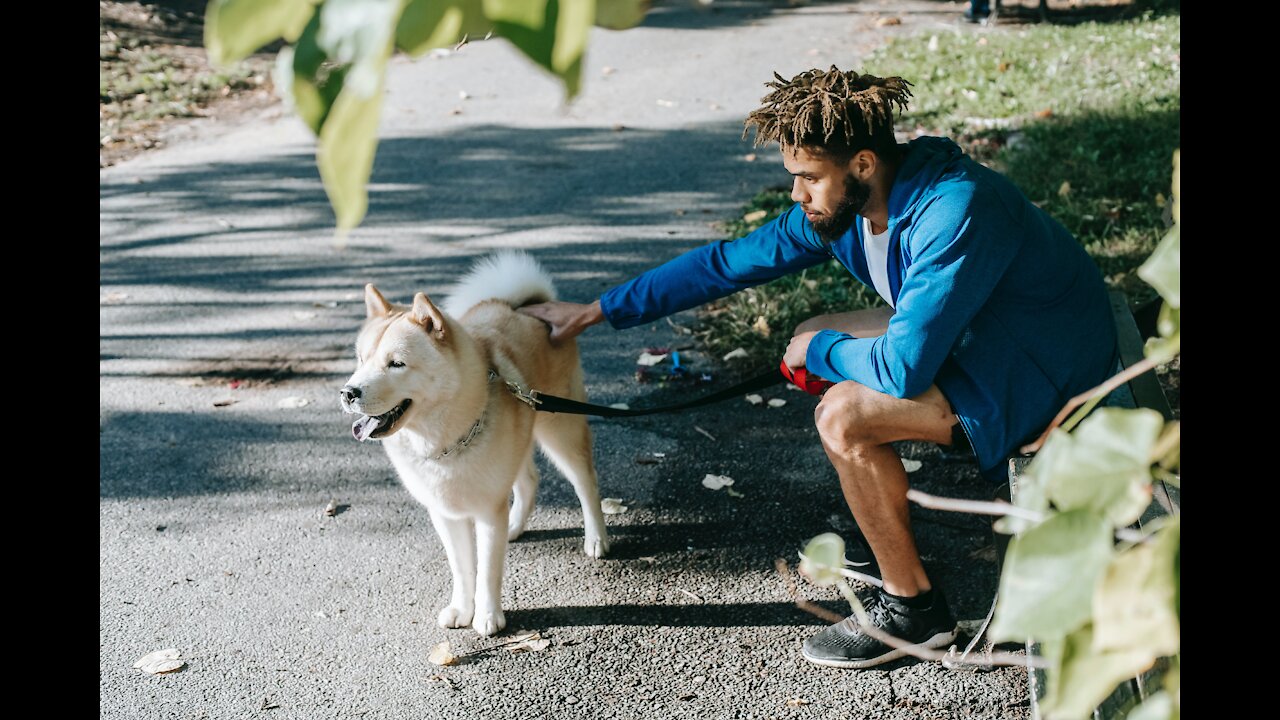 How To Train A Dog With Aggression Issues (Dog Training 101)