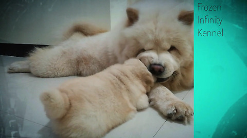 Daddy-daughter doggy bond will melt your heart