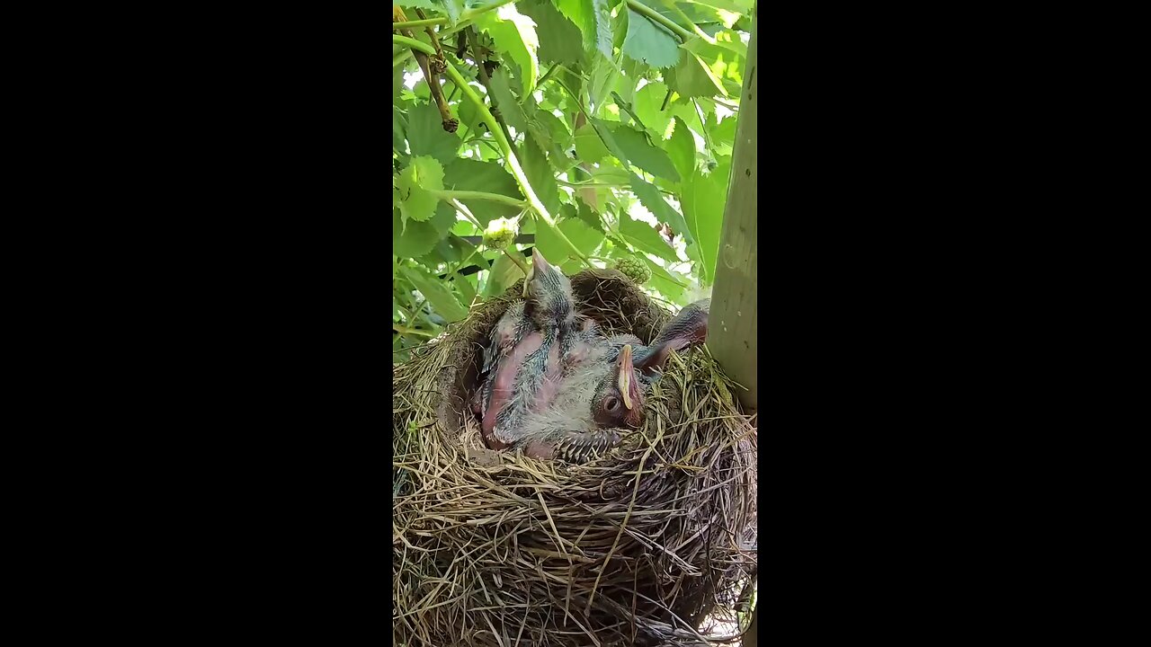 mommy feeds her babies