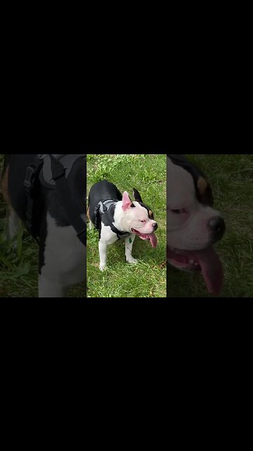 2 dogs fight for dominance!! #foryou #bullies