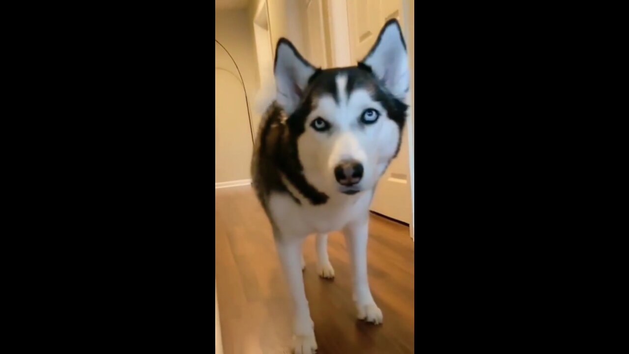 Playing squid game with a husky