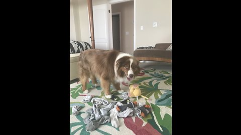 Aussie Buffalo Bill Sorts Socks