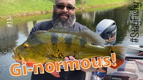 NONSTOP PEACOCK BASS ACTION