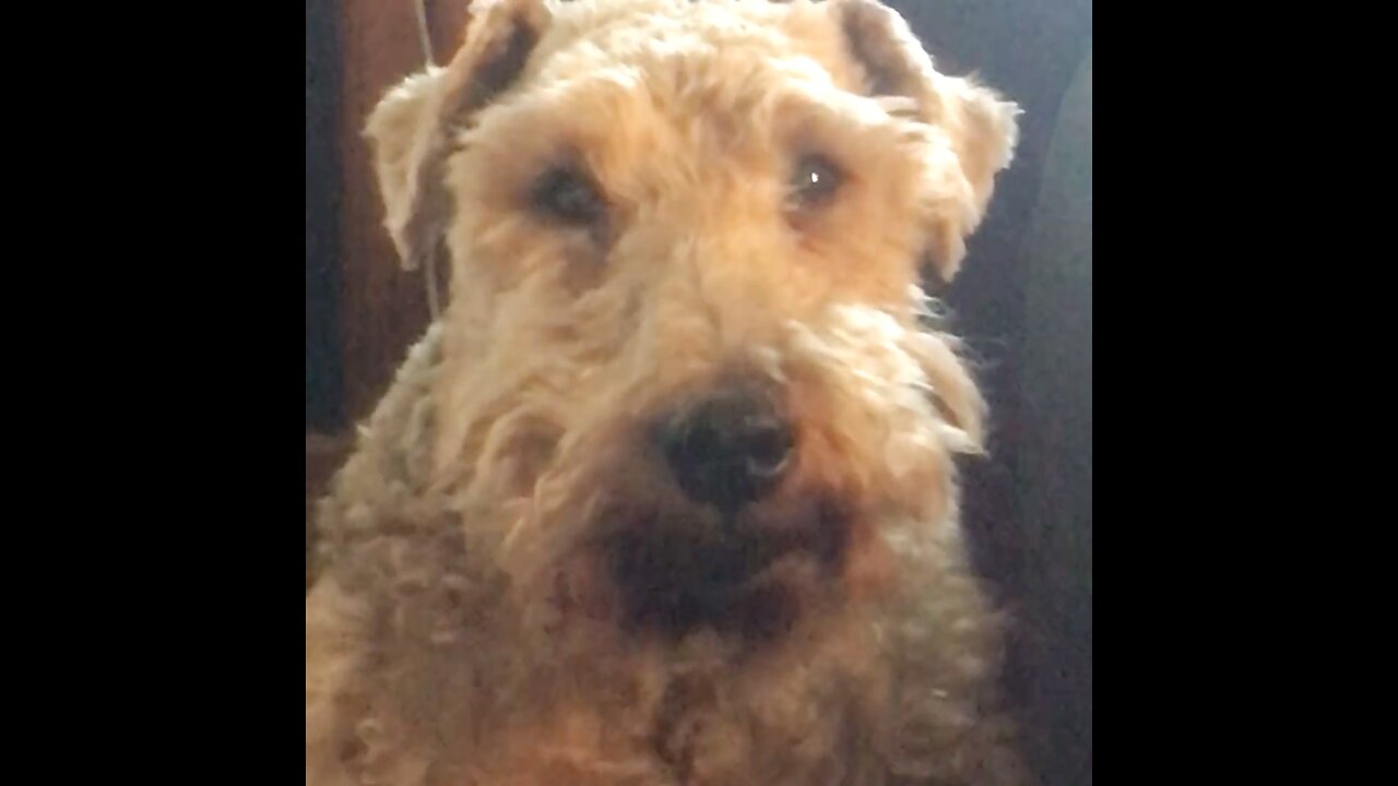 Mini Welsh Terrier Wants Something