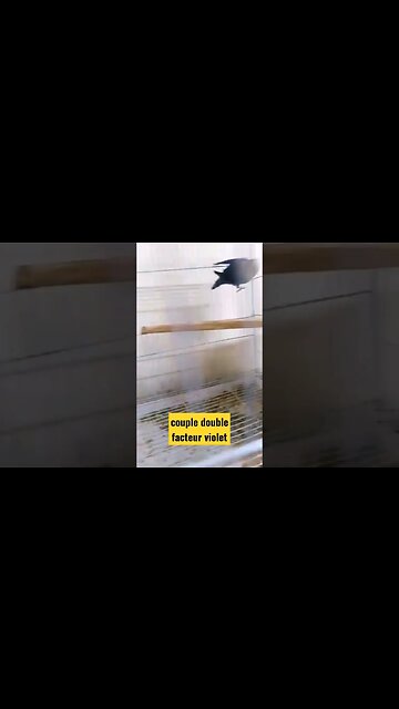 couple double facteur violet