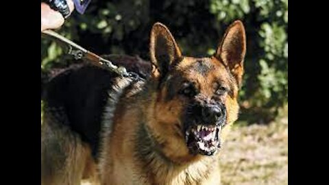 Teach your dog how to guard STEP BY STEP!