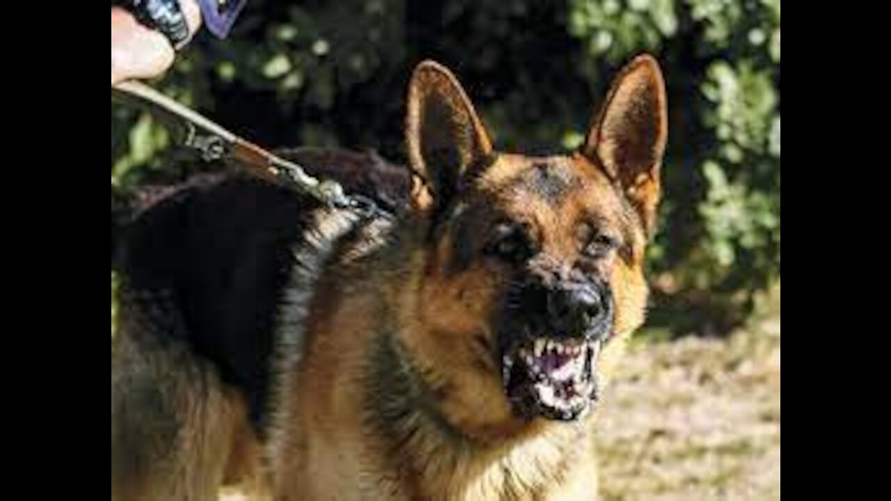 Teach your dog how to guard STEP BY STEP!