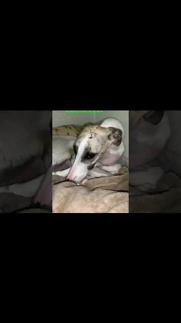 [Shorts 0105] EBENEEZER [#dogs #doggos #doggies #puppies #dogdaycare]