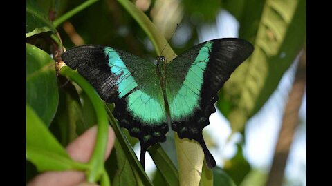 Most Beautiful Butterflies In The World