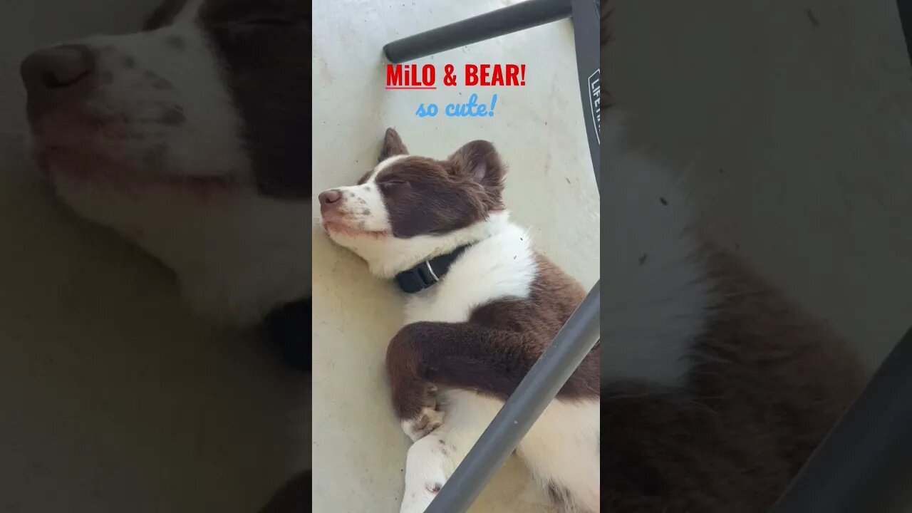 MiLO & BEAR! *adorable!* ❤ #3smellykids #farmlife #bordercollie #englishpointer #kidsvideos
