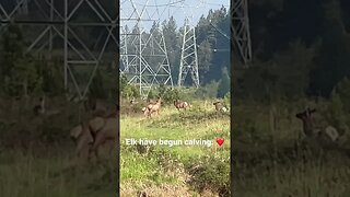 #elk #elkherd #elkcalving #babyelk #livingthedream #countryliving #montana #wildernessliving