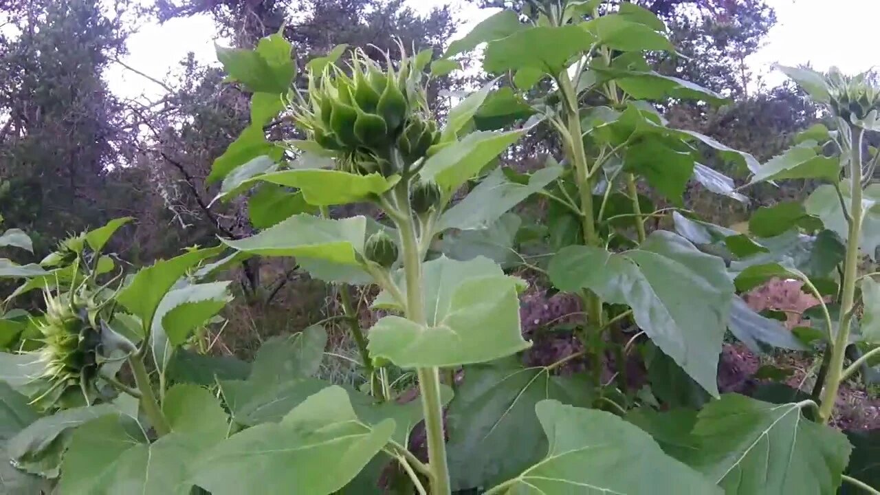 Chicken Updates ~ Garden Harvest ~ Prep For 100k Sub Party