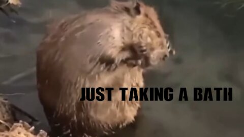 beaver taking a bath