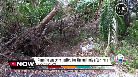 Tri County Animal Rescue did not escape Hurricane Irma's wrath