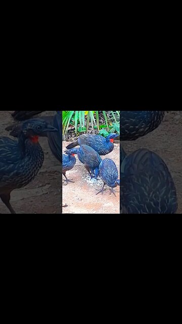 Jacu e seus filhotes em busca de comida