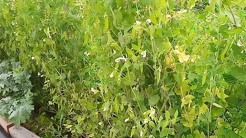 Wild Urban Gardens 2023 - Why you should grow Dwarf Gray Snow Peas!