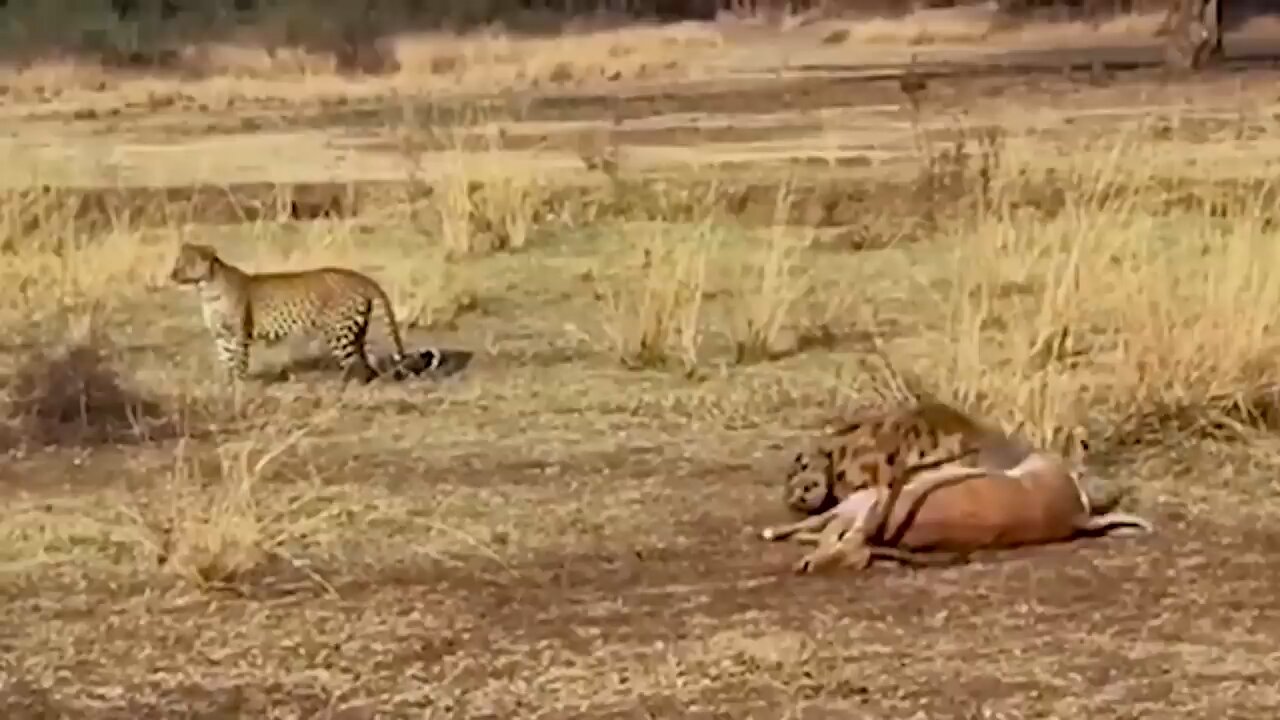 A Terrifying Battle Between Two Leopard and Hyena Animals videos