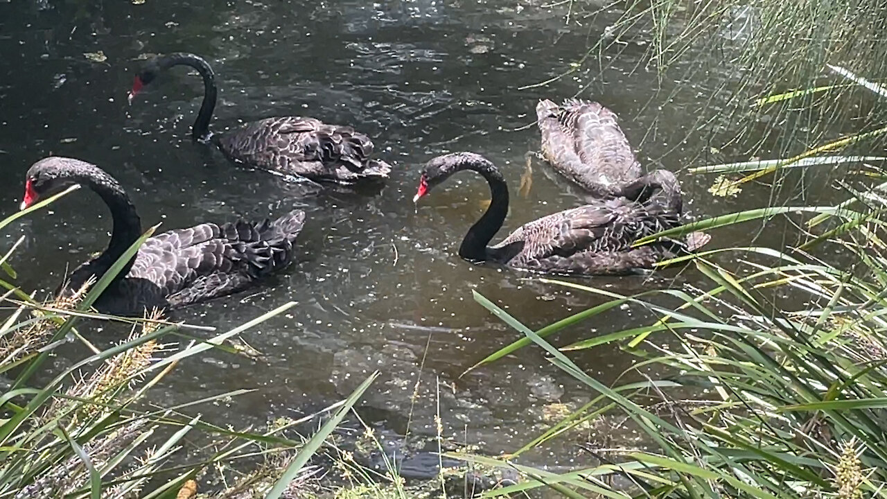 Swans paddling around in the sun.