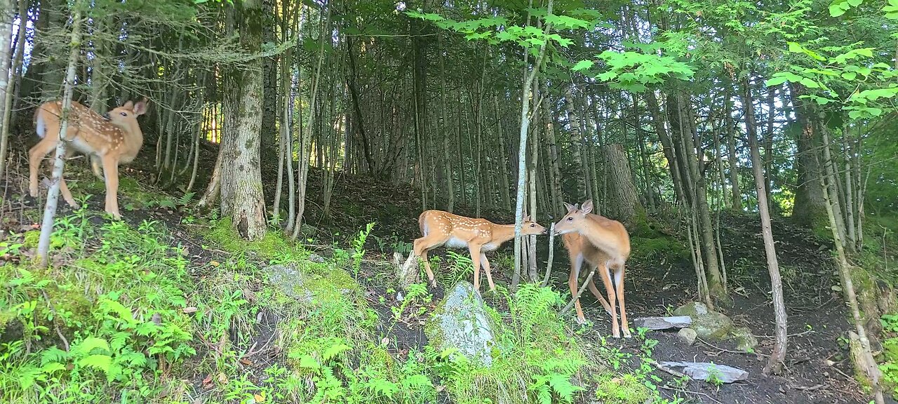 5 deer on the property