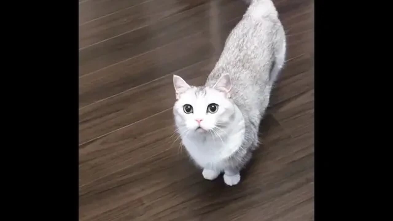 PLAYING CAT VIDEO MEAWWW