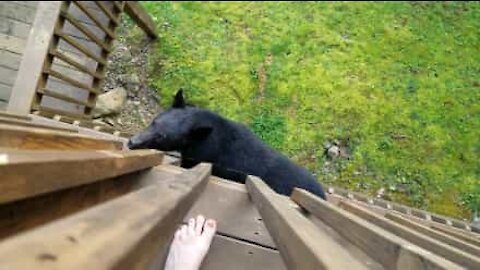 Un ours affamé effraie un résident en grimpant sur son balcon