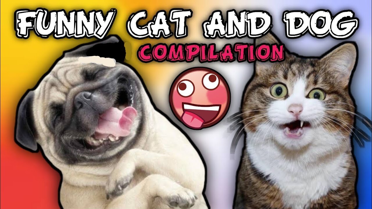 Best Super Cute Funny Cats and Dogs Compilation