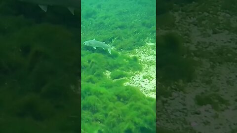 🐟 Freshwater Fish 🐟 at Wakulla Springs 22 #shorts