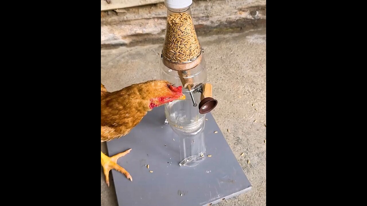 🌾 Innovative Ways to Feed Your Chickens! 🐔💡