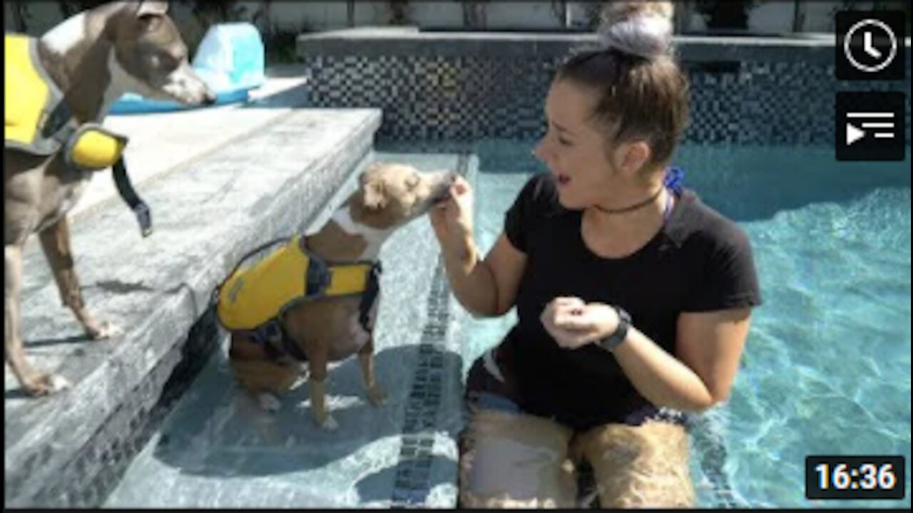 Teaching Cute Dog How To Swim