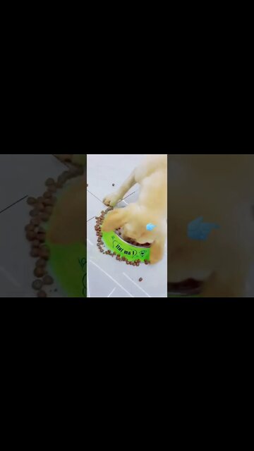 1Min Animal World #dogs #cats #pet