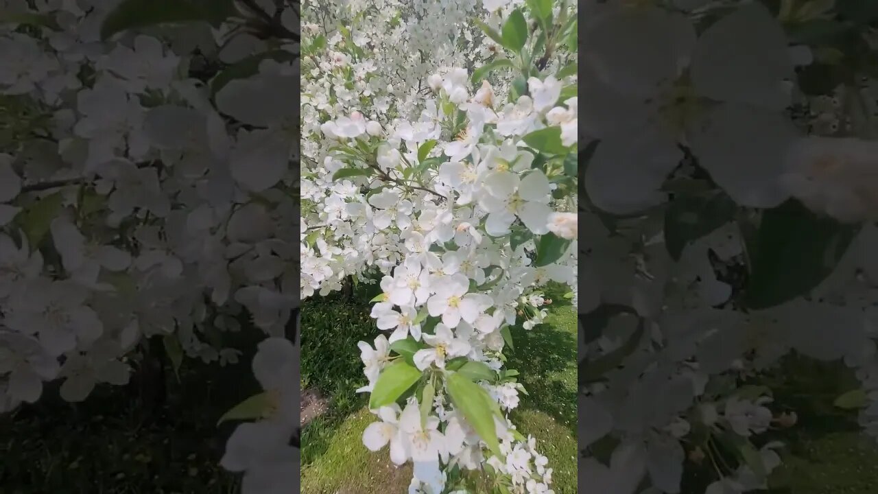 Flowering Crabapple