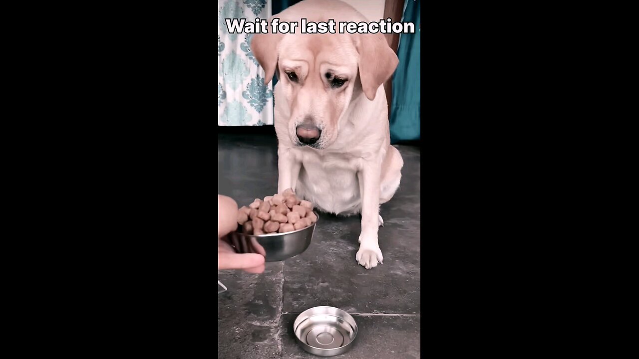 dogs reaction