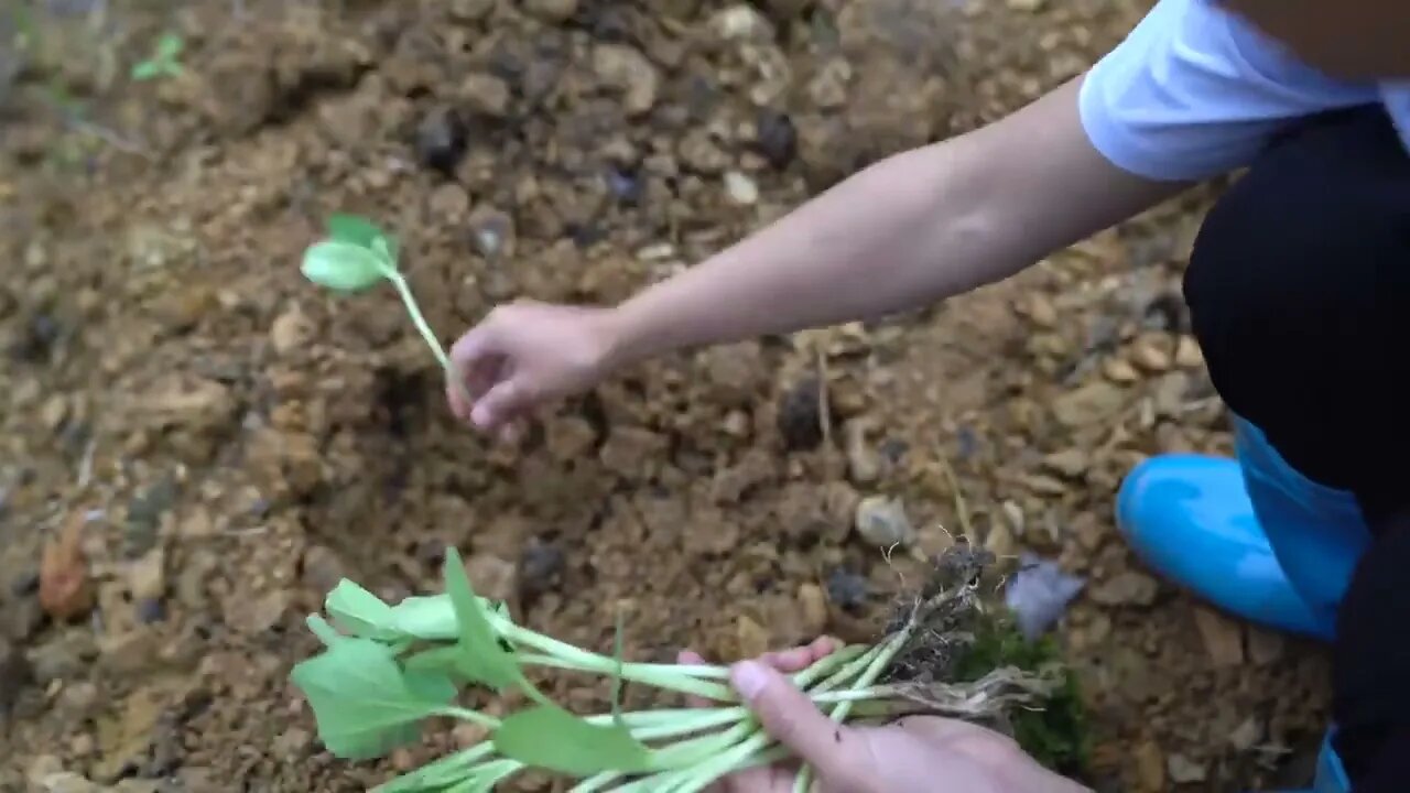 Making Gourd Containers with Self Grown Gourds 6