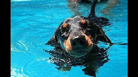 Cute dogs..funny dogs....dogs that swim