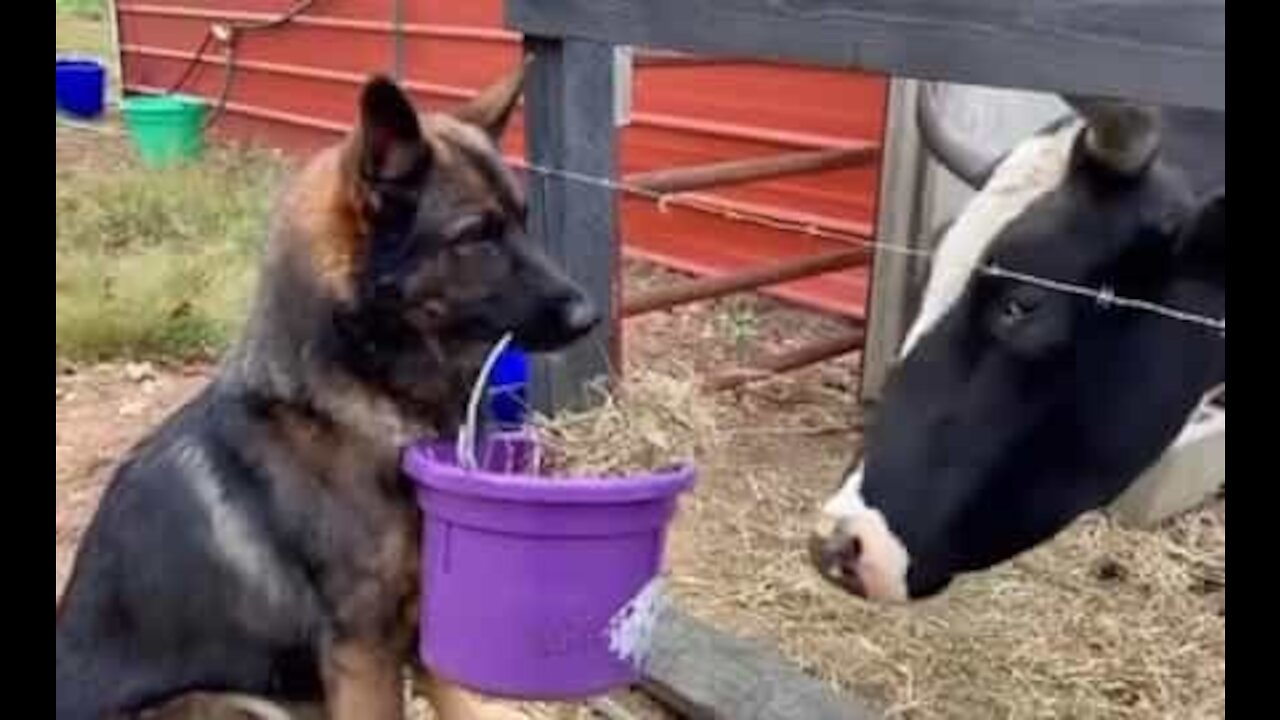 Pastor alemão ajuda a alimentar vacas na sua fazenda