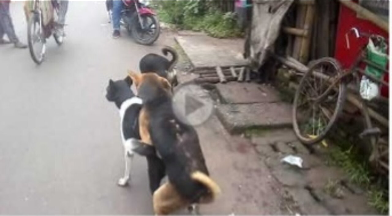 Street dogs fight for Matting 😅 Natun Bazar, Magura