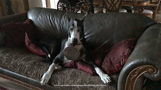 Funny Great Dane Carries Her Dog Bowl Around the House