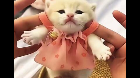 Cute cat video 😻