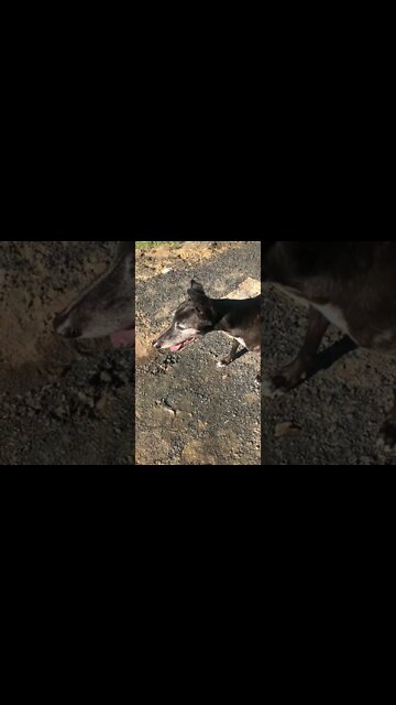 Greyhound refuses to look at me for video