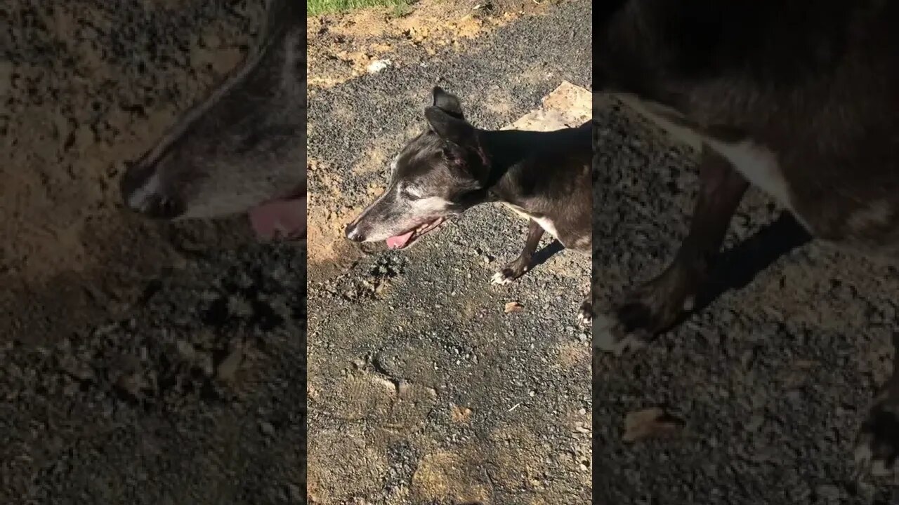 Greyhound refuses to look at me for video