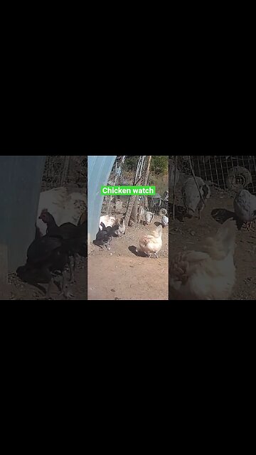 Farm cam. Chicken watch