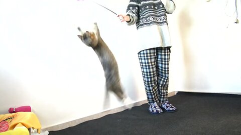 Cat Is a Jumper