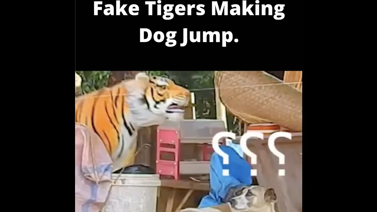 Fake Tiger Makes Dog Jump