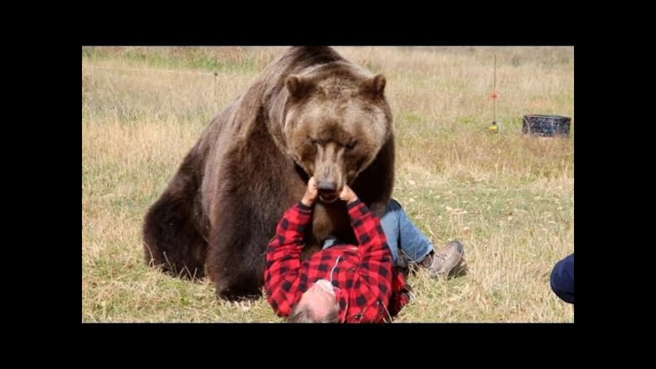 Bear Attack people