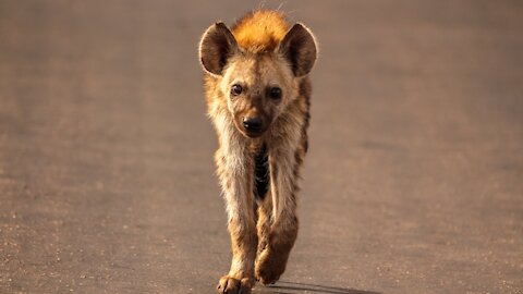 Laughing Hyenas have Epic Battle with Wild dogs