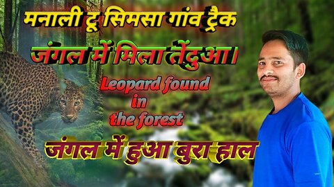 Leopard found in the forest | जंगल में मिला तेंदुआ | मनाली टू सिमसा गांव ट्रैक